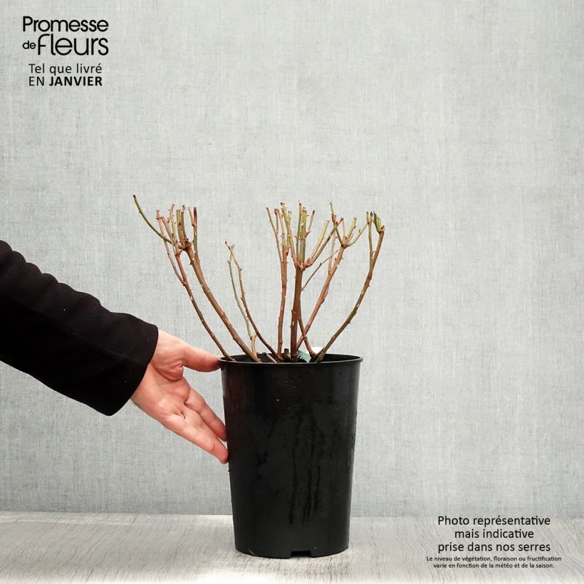 Rosa Charles Darwin- English Rose 4L/5L pot sample as delivered in winter