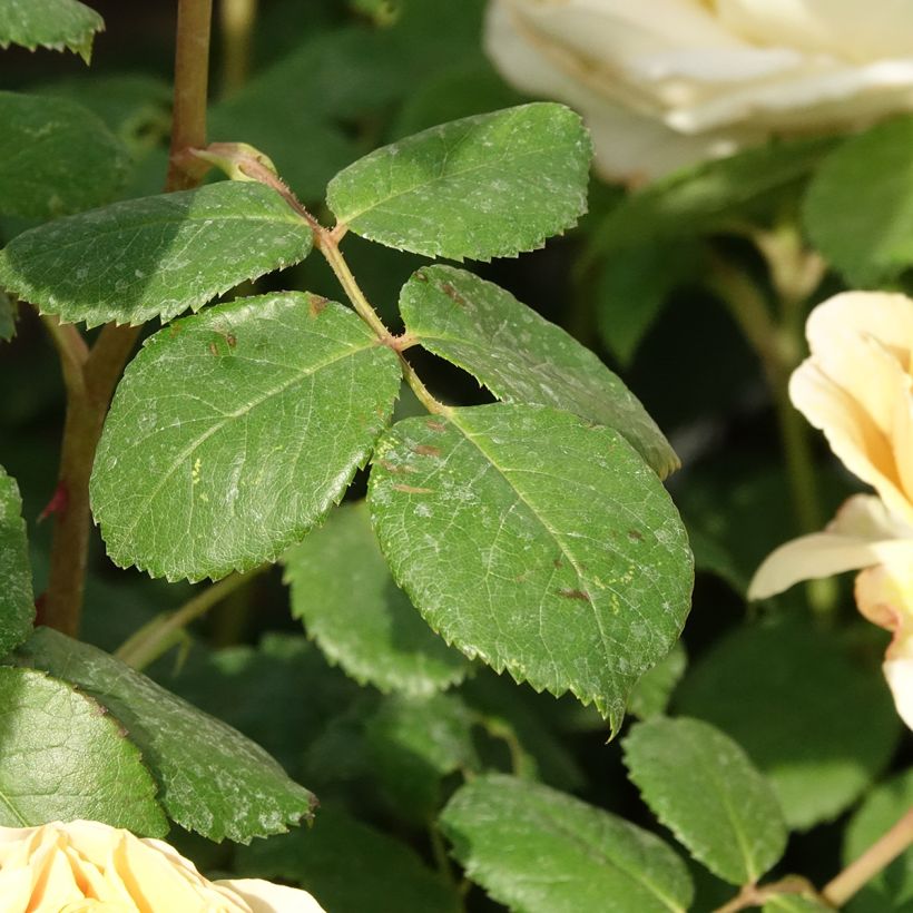 Rosa Charles Darwin- English Rose (Foliage)