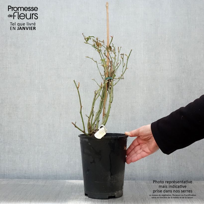 Rosa Claire Austin 4L/5L pot sample as delivered in winter