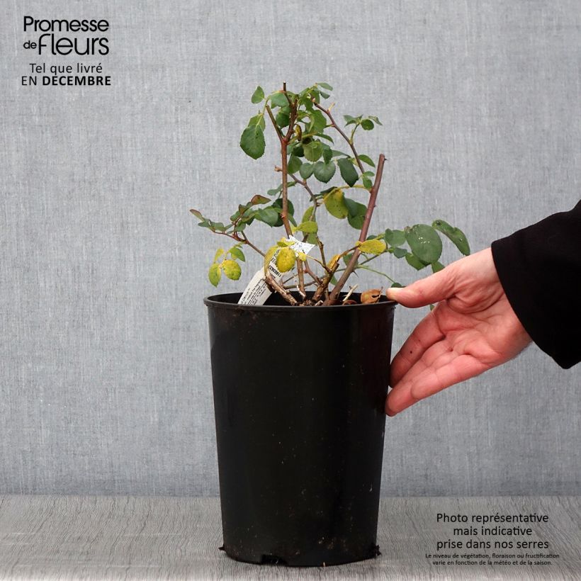 Rosa Dame Judi Dench - Hybrid Musk Rose 4L/5L pot sample as delivered in autumn