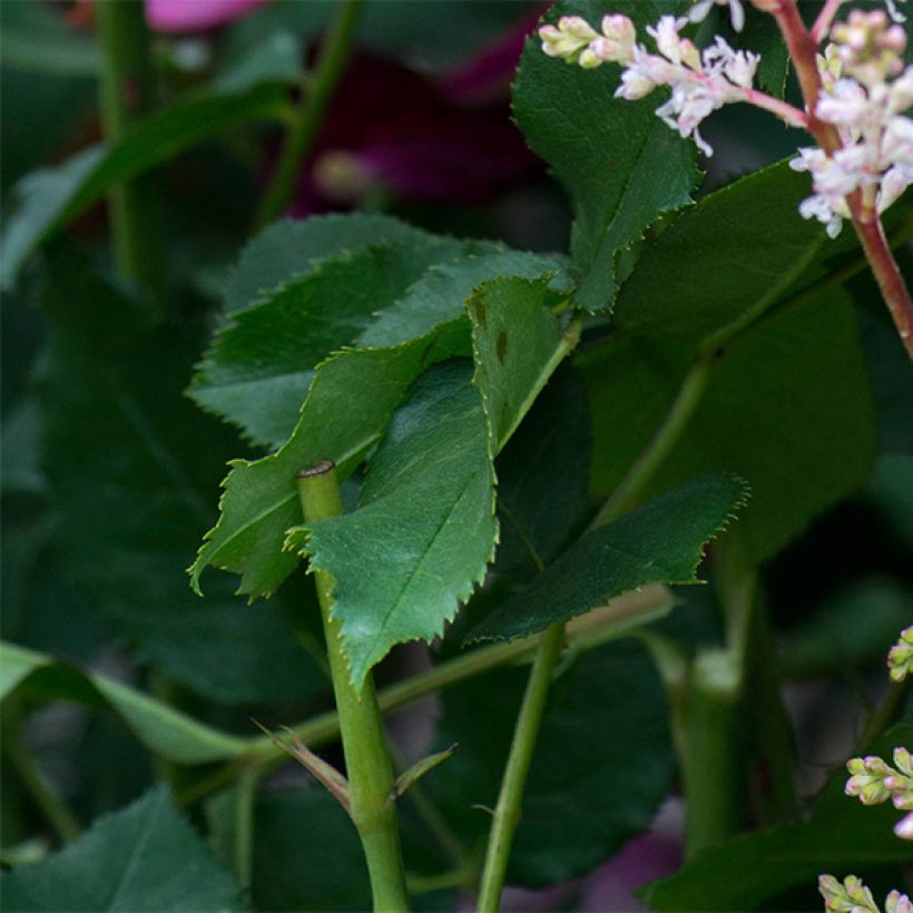 Rosa Darcey Bussell - English Shrub Rose (Foliage)