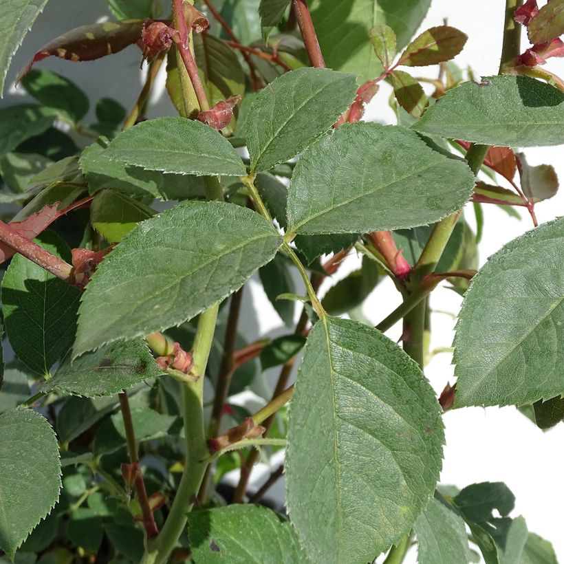 Rosa Desdemona - English Shrub Rose (Foliage)