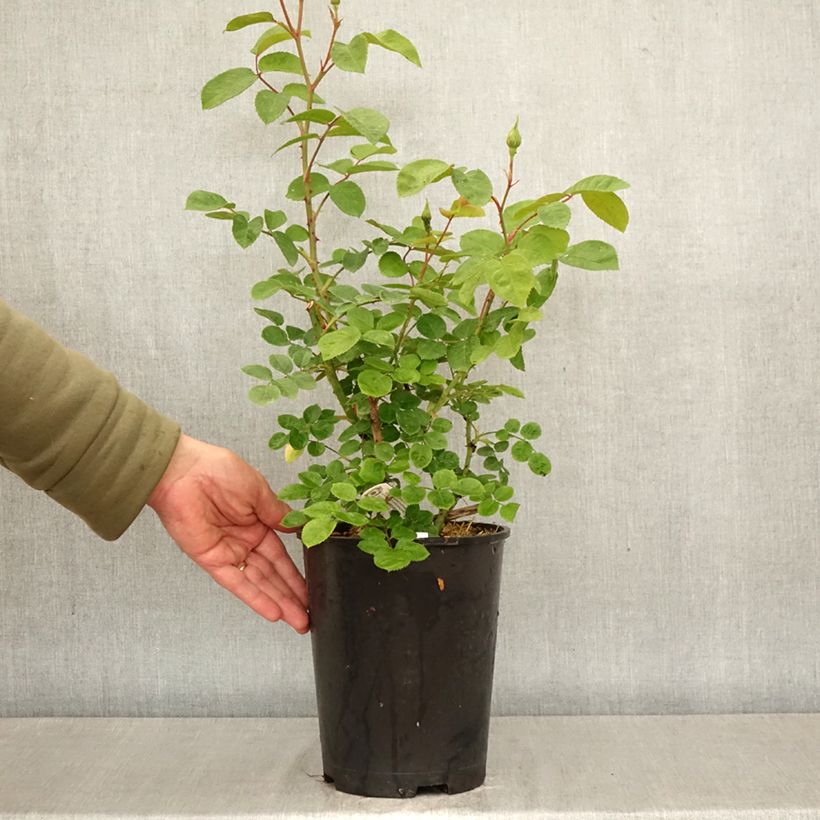 Rosa Elisabeth- English Rose 4L/5L pot sample as delivered in spring
