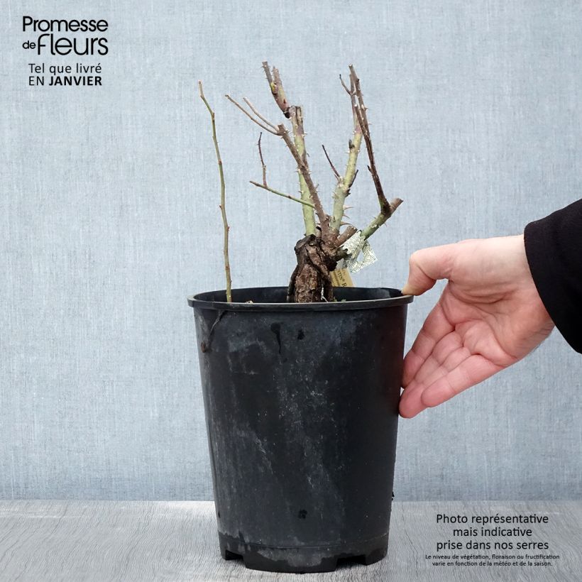 Rosa  Gertrude Jekyll - English Rose 4L/5L pot sample as delivered in winter