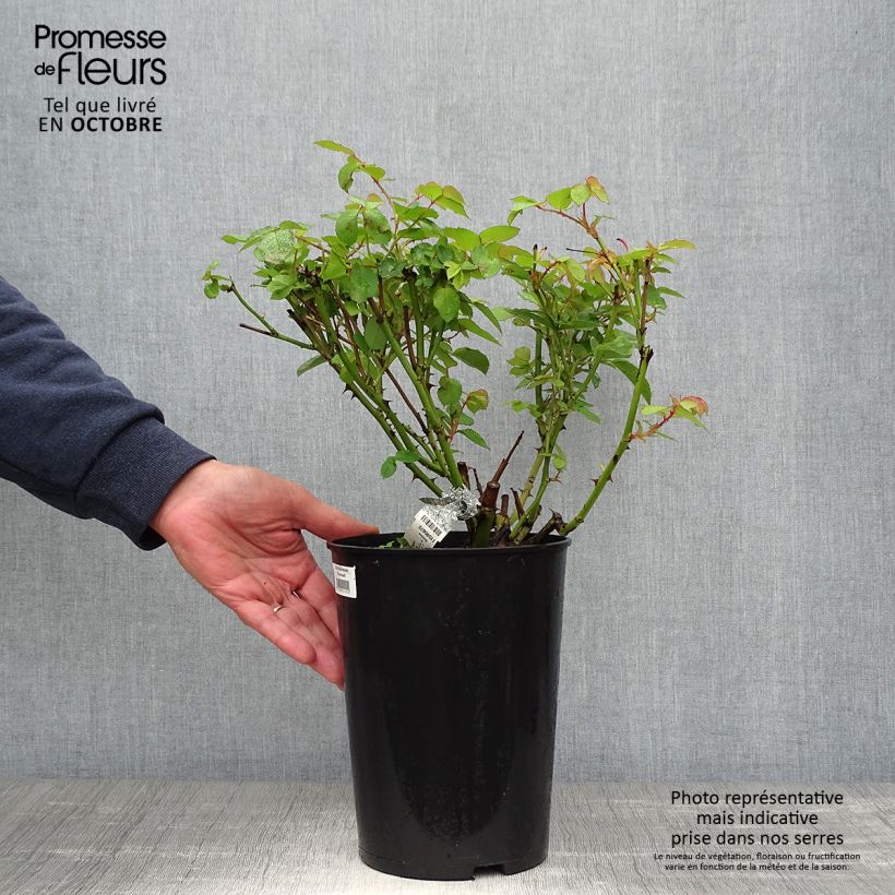 Rosa Graham Thomas - English Shrub Rose 4L/5L pot sample as delivered in autumn