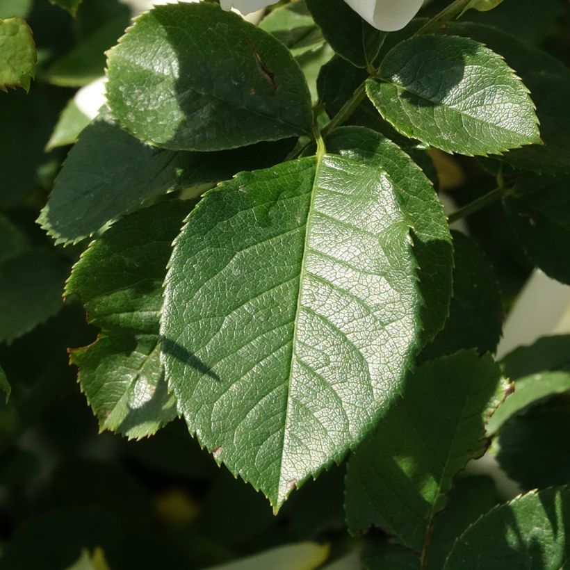 Rosa 'Imogen' - English Rose (Foliage)