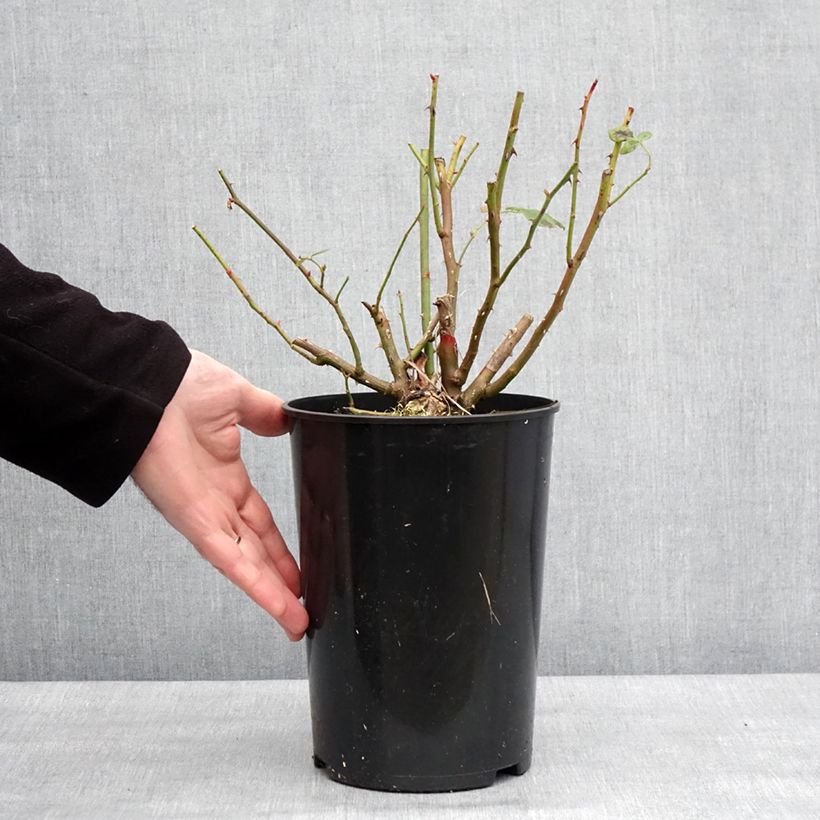 Rosa Lady of Shalott 4L/5L pot sample as delivered in winter