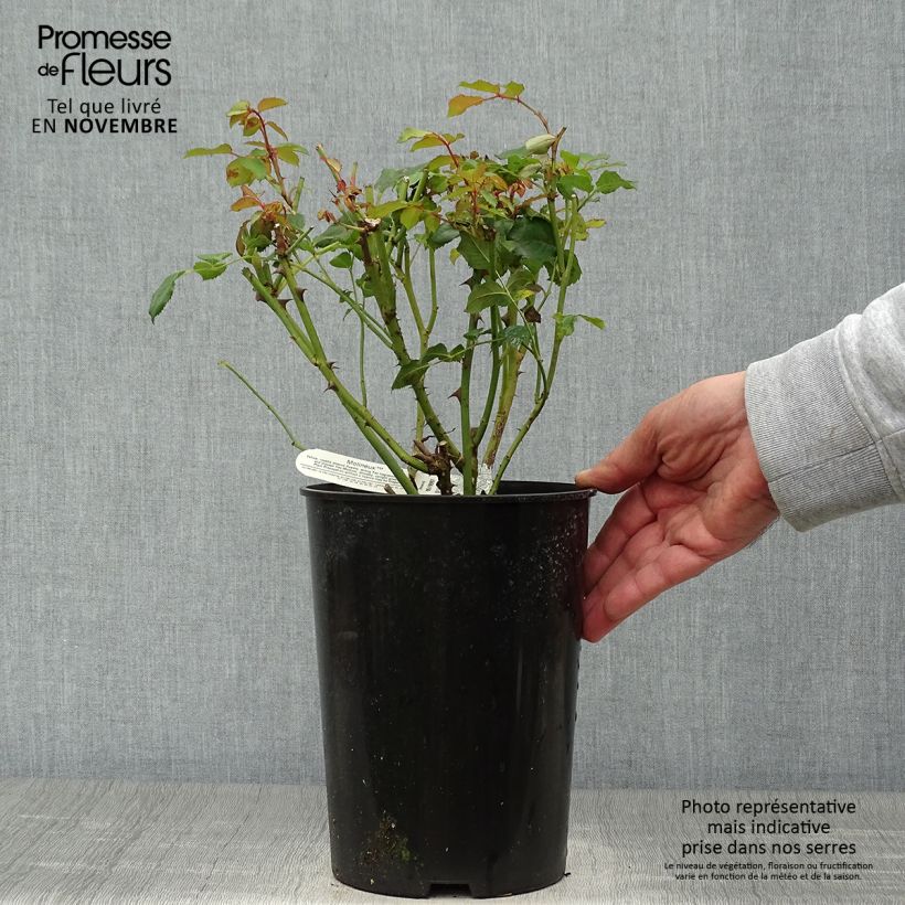 Rosa Molineux Ausmol 4L/5L pot sample as delivered in autumn