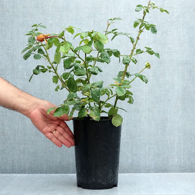 Rosa  Princess Alexandra of Kent - English Shrub Rose Wrapped bare root sample as delivered in summer