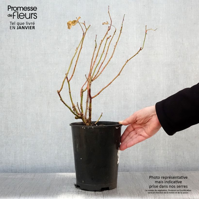 Rosa 'Strawberry Hill' - Climbing Rose 4L/5L pot sample as delivered in winter