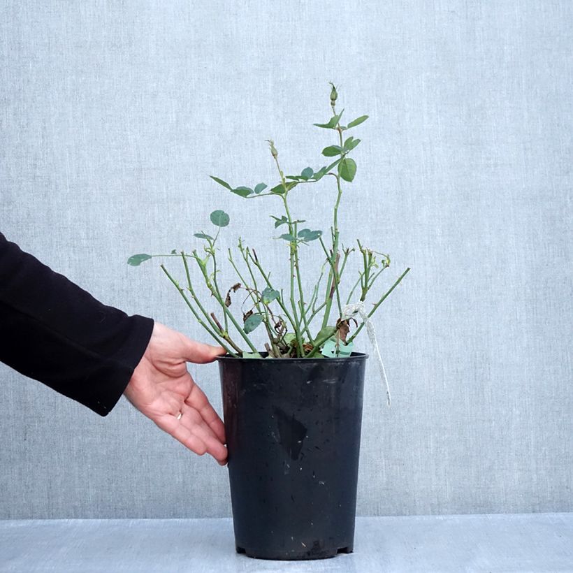 Rosa 'Tottering-by-Gently'- English Rose 4L/5L pot sample as delivered in autumn