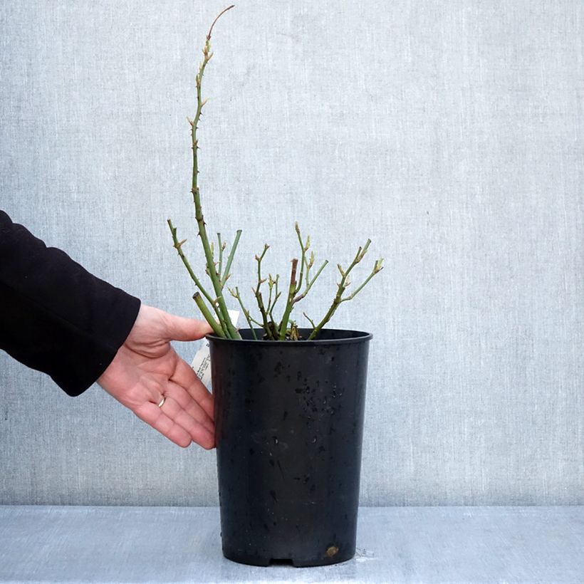 Rosa 'Tottering-by-Gently'- English Rose 4L/5L pot sample as delivered in winter