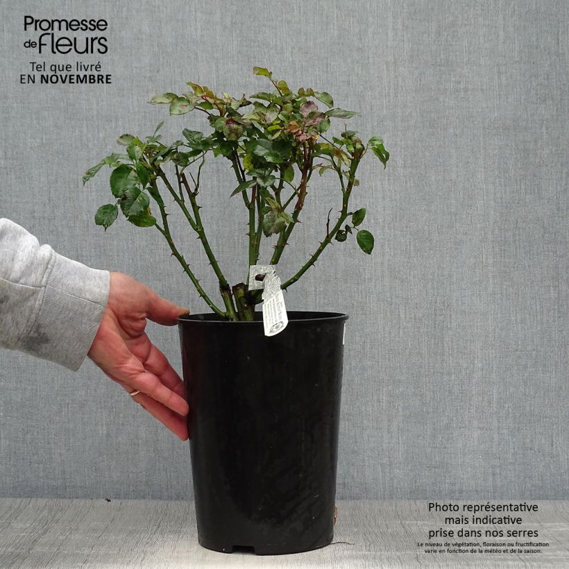Rosa Tranquility - English Shrub Rose 4L/5L pot sample as delivered in autumn