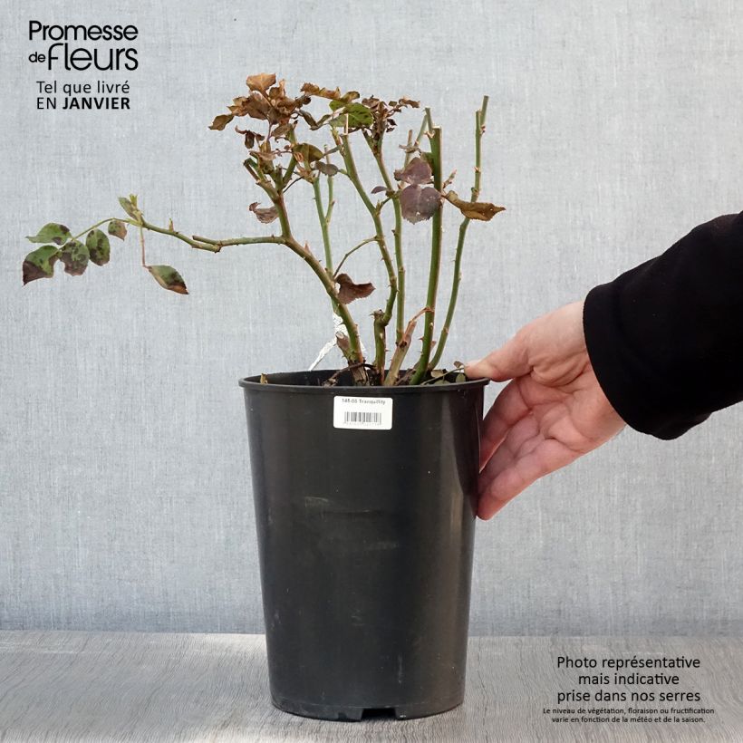 Rosa Tranquility - English Shrub Rose 4L/5L pot sample as delivered in winter