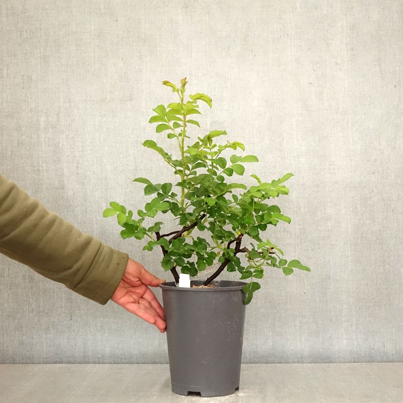 Rosa x rugosa 'Wild Edric' - Rugosa Rose 4L/5L pot sample as delivered in spring