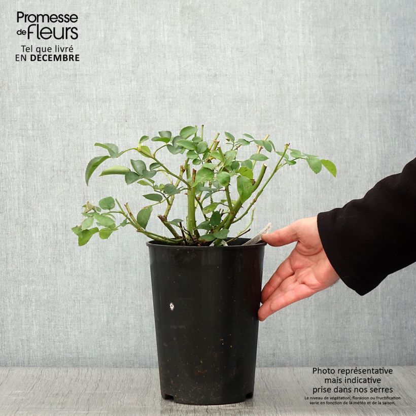 Rosa Wildeve - English Shrub Rose 4L/5L pot sample as delivered in autumn