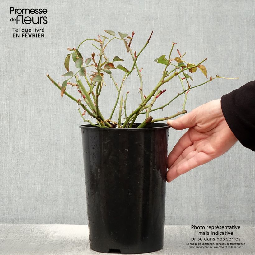 Rosa Wildeve - English Shrub Rose 4L/5L pot sample as delivered in winter