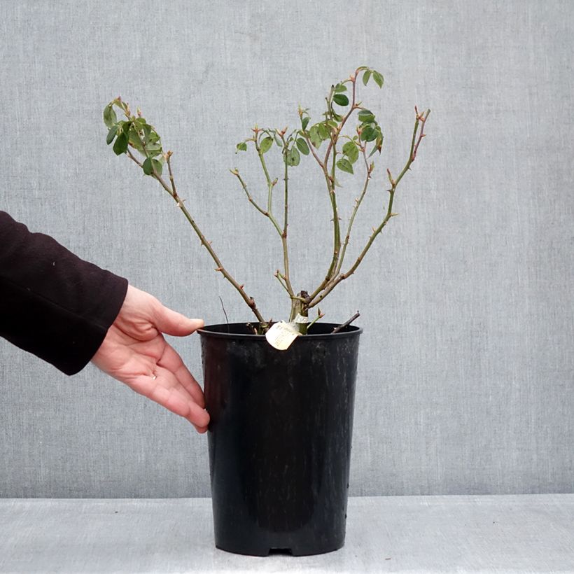 Rosa 'Wisley 2008' - English Rose 4L/5L pot sample as delivered in winter