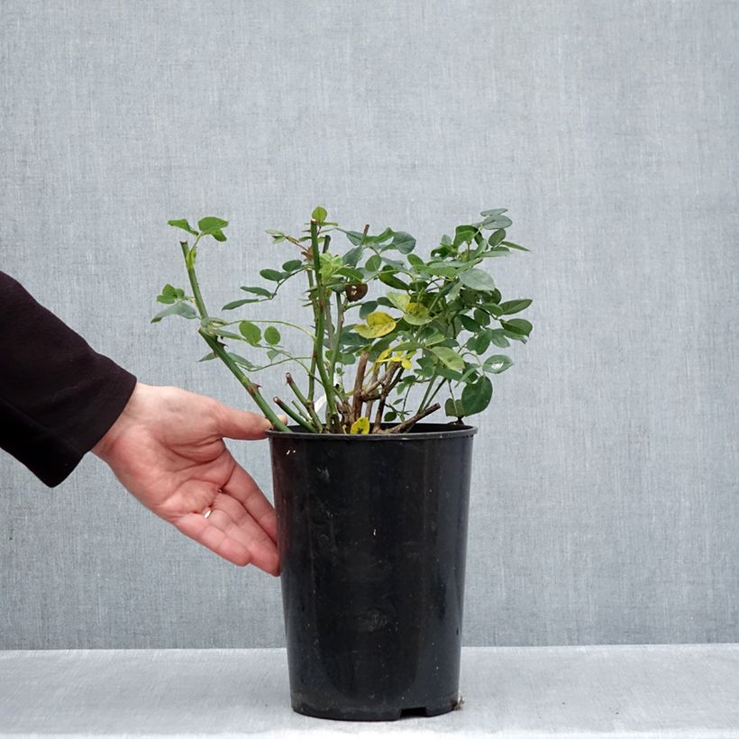 Rosa 'Wollerton Old Hall' - Climbing Rose 4L/5L pot sample as delivered in autumn