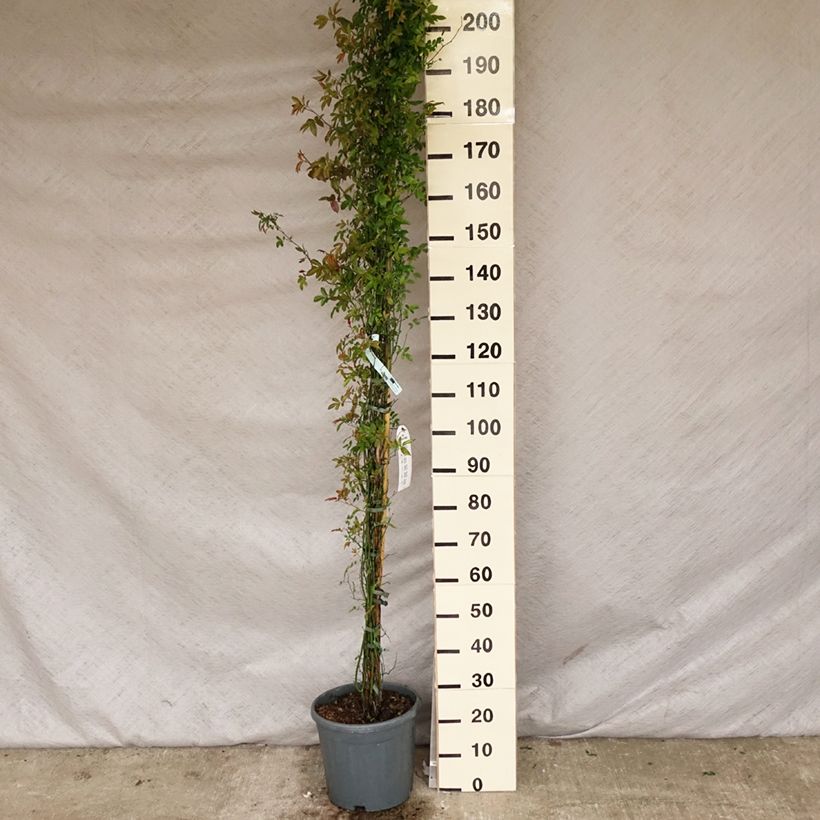 Rosa banksiae var. banksiae 'Alba Plena' - Hybrid Banksia - Rambling Rose 6L/7L pot sample as delivered in spring