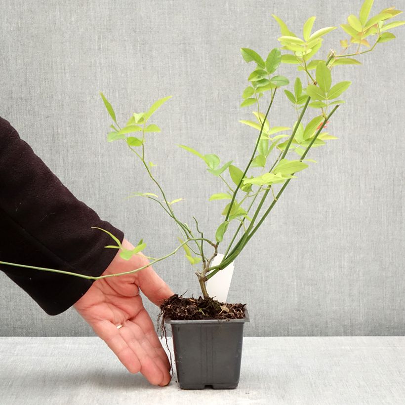 Rosa banksiae var. banksiae 'Alba Plena' - Hybrid Banksia - Rambling Rose 8/9 cm pot sample as delivered in spring