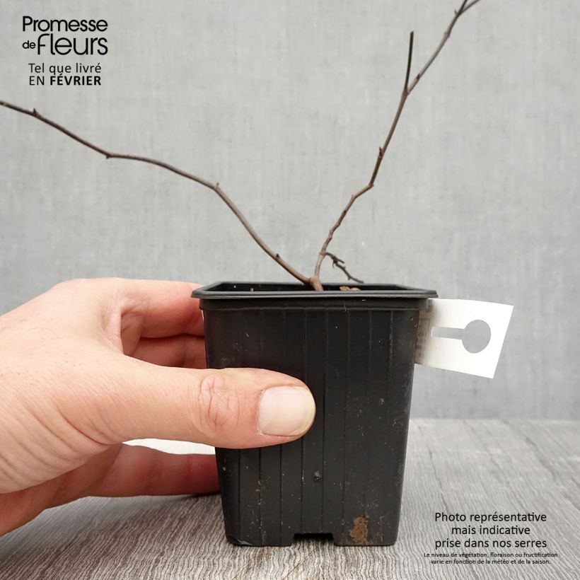 Rosa banksiae 'Lutea' - Rambling Rose 8/9 cm pot sample as delivered in winter