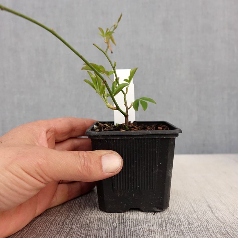 Rosa banksiae 'Lutea' - Rambling Rose 8/9 cm pot sample as delivered in spring