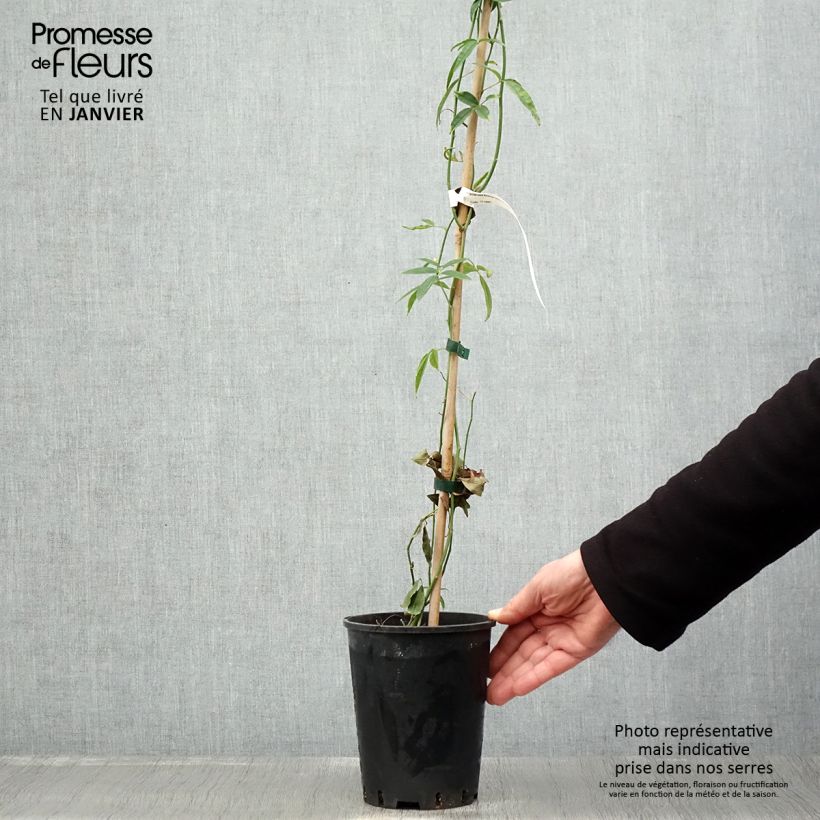 Rosa banksiae 'Lutea' - Rambling Rose 2L/3L pot sample as delivered in winter