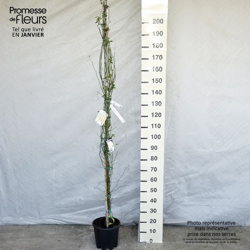 Rosa banksiae 'Lutea' - Rambling Rose 7.5L/10L pot sample as delivered in winter