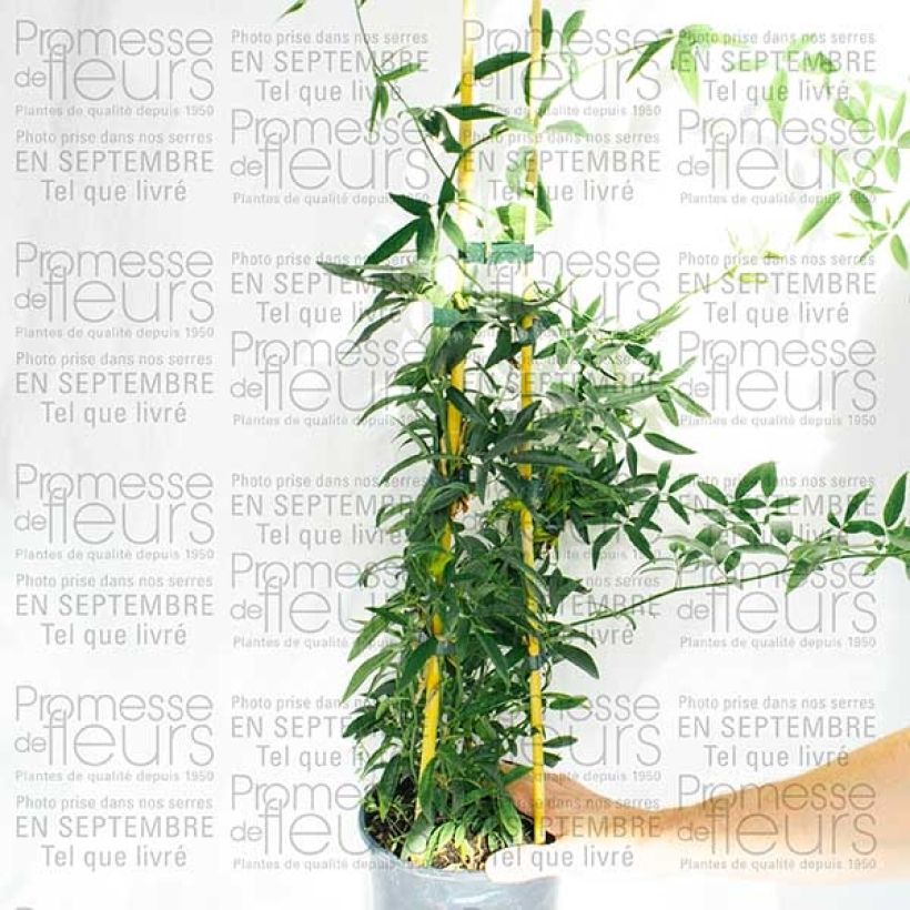 Example of Rosier de Banks Lutea - Rosa banksiae Pot de 7,5L/10L specimen as delivered