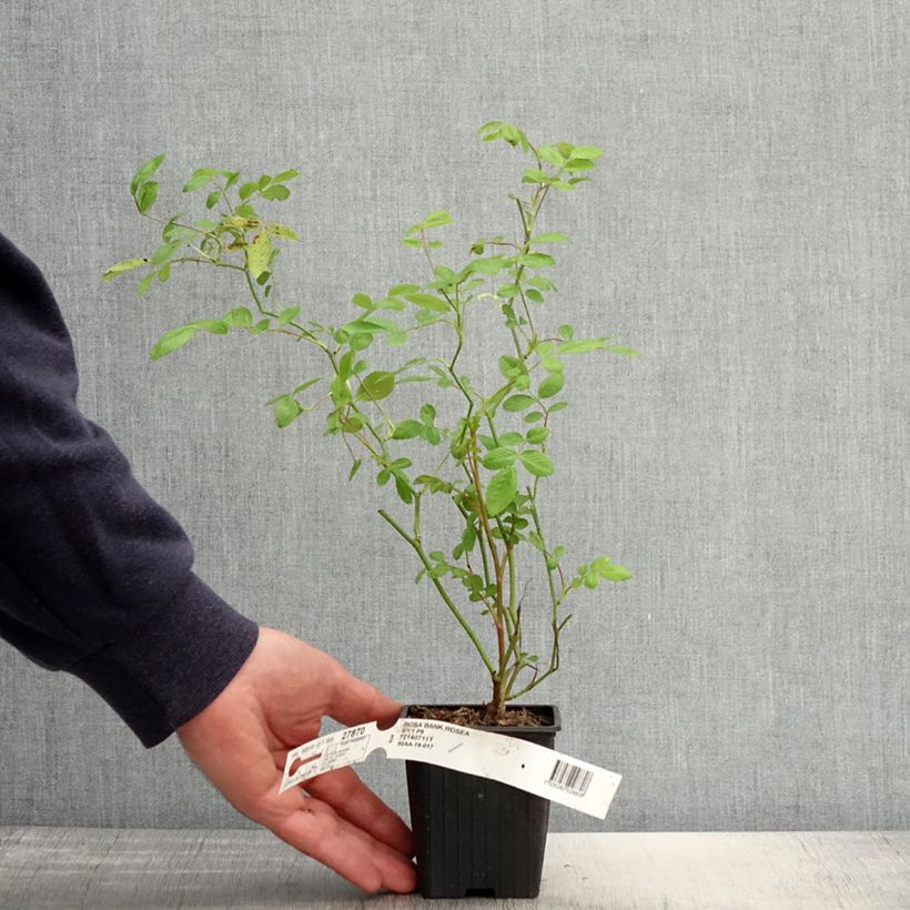 Rosa banksiae Rosea - Rambling Rose 8/9 cm pot sample as delivered in spring