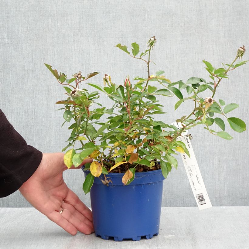 Rosa Baia® (DECOROSIERS® series) - Shrub Rose 2L/3L pot sample as delivered in autumn