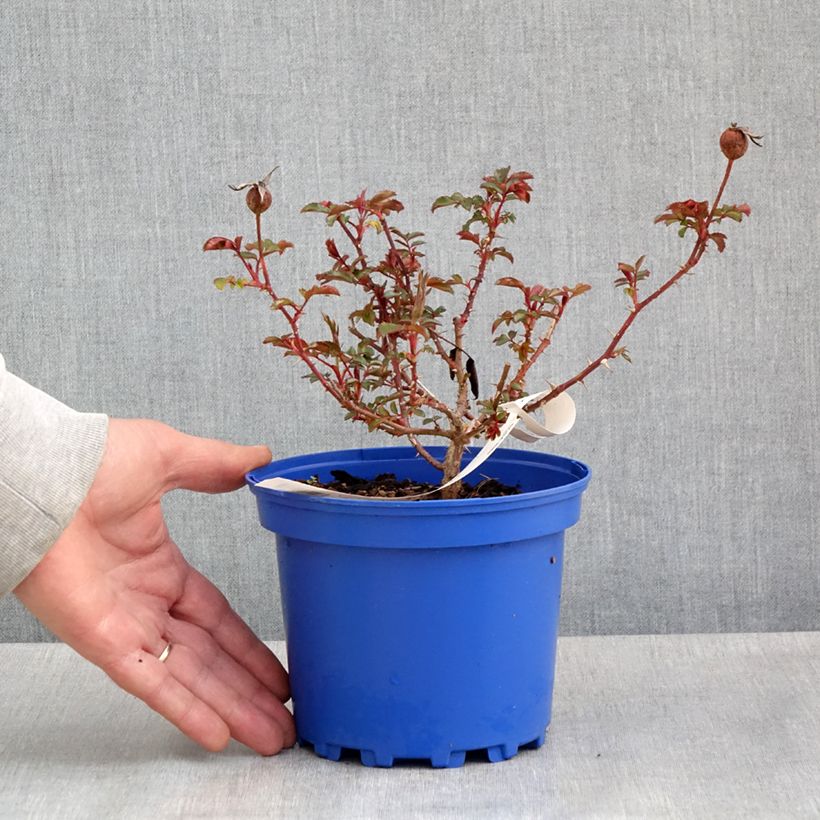 Rosa Baia® (DECOROSIERS® series) - Shrub Rose 2L/3L pot sample as delivered in spring