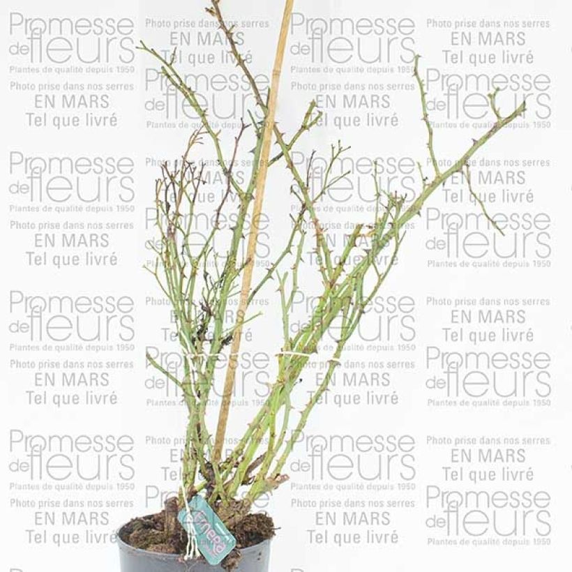 Example of Rosa Emera Grimpant 4L/5L pot specimen as delivered