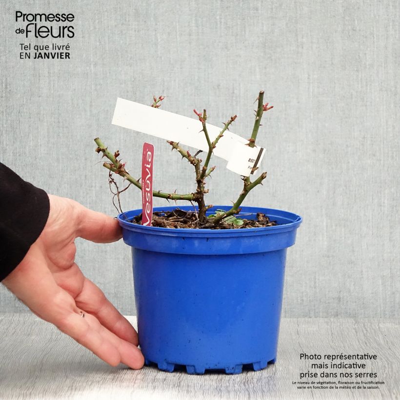 Rosa New Vesuvia - shrub rose 2L/3L pot sample as delivered in winter