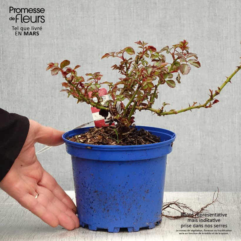 Rosa New Vesuvia - shrub rose 2L/3L pot sample as delivered in spring