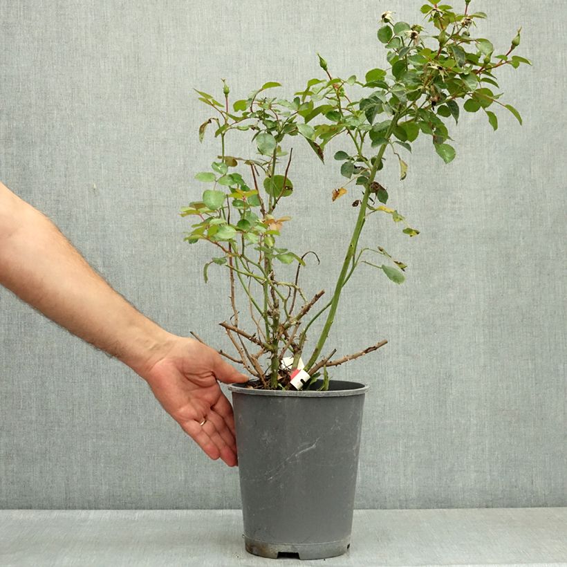 Rosa New Vesuvia - shrub rose 4L/5L pot sample as delivered in summer