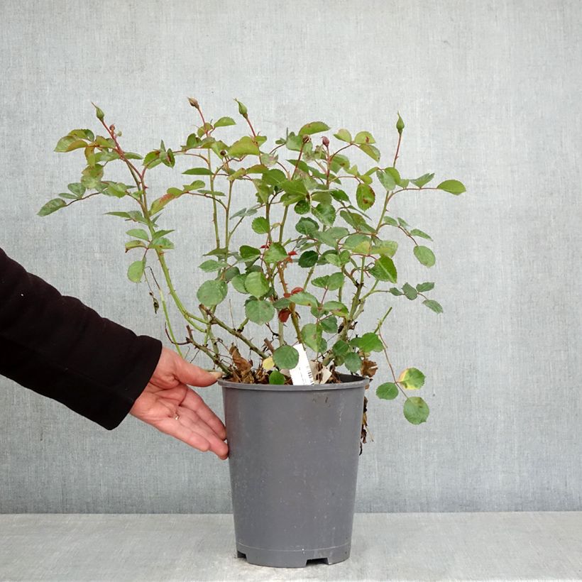 Rosa New Vesuvia - shrub rose 4L/5L pot sample as delivered in spring