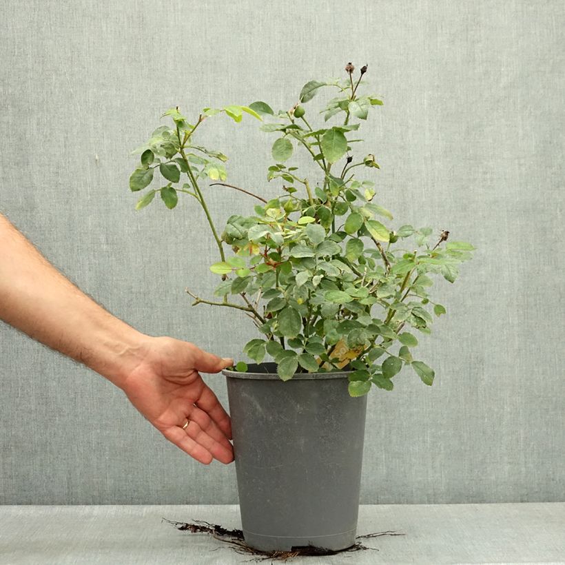Rosa Soleya - Shrub Rose 4L/5L pot sample as delivered in summer