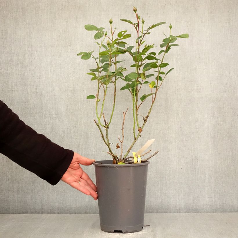 Rosa Soleya - Shrub Rose 4L/5L pot sample as delivered in spring