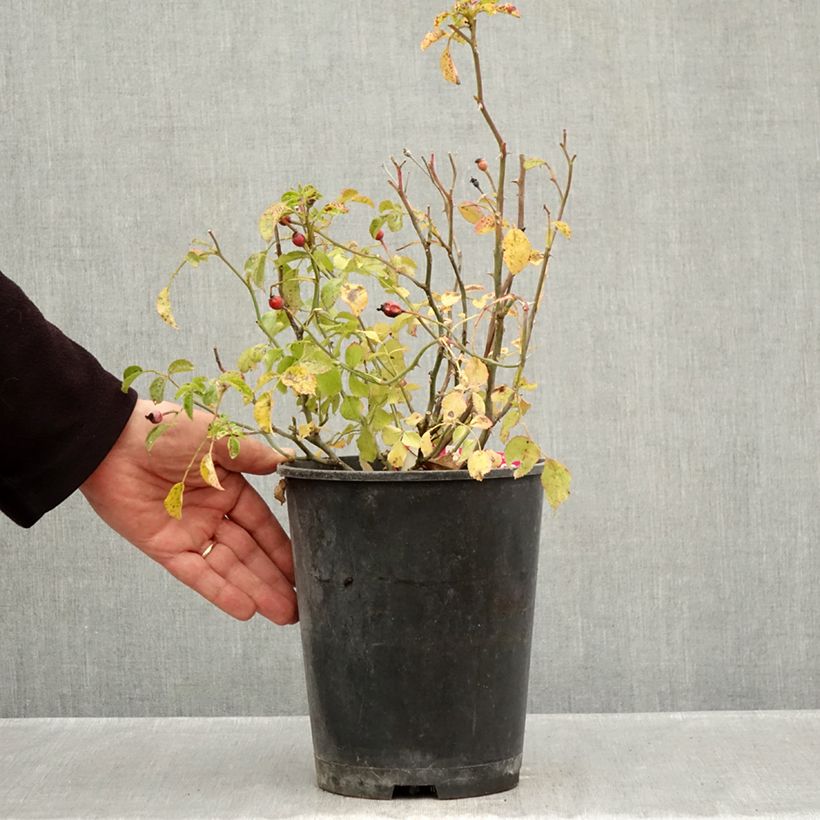 Rosa Decorosier Emera - Shrub rose 4L/5L pot sample as delivered in autumn