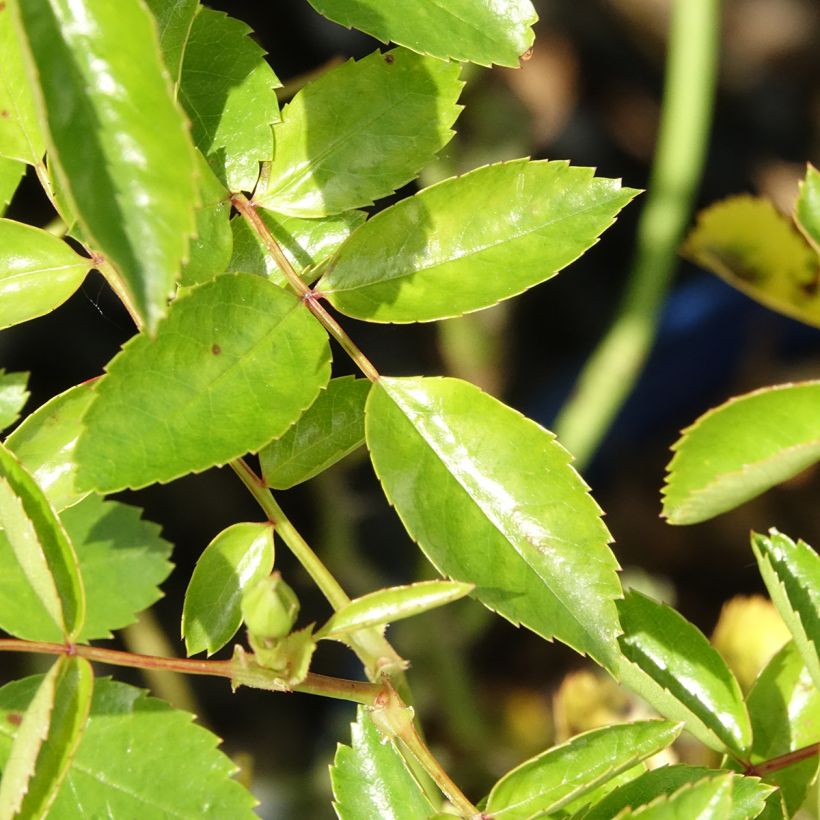Rosa Decorosier Isalia (Foliage)