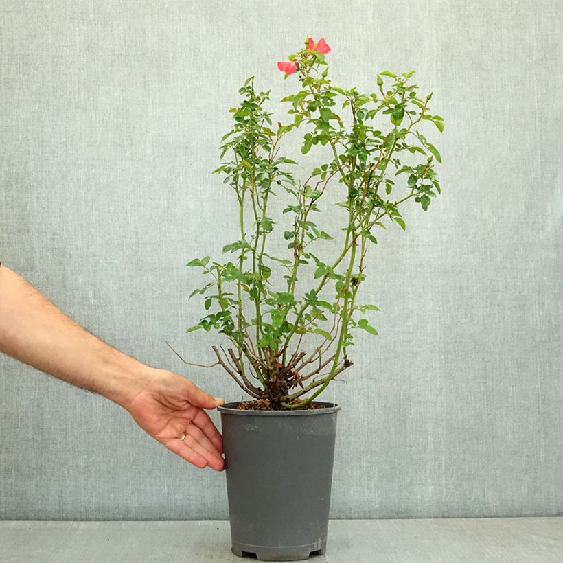 Rosa Decorosier Isalia 4L/5L pot sample as delivered in summer