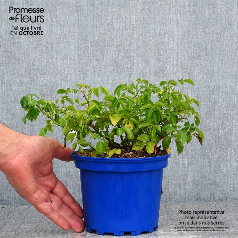Rosa Decorosier Kadora 2L/3L pot sample as delivered in autumn