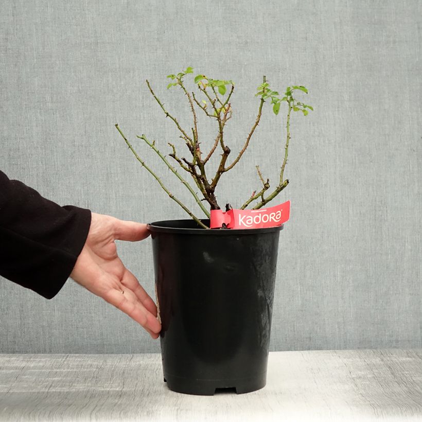 Rosa Decorosier Kadora 4L/5L pot sample as delivered in autumn