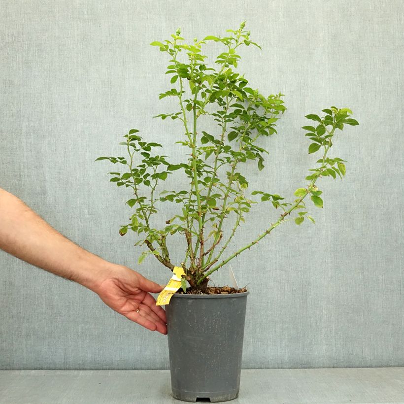 Rosa Flower Carpet Gold - Ground cover Rose 4L/5L pot sample as delivered in summer