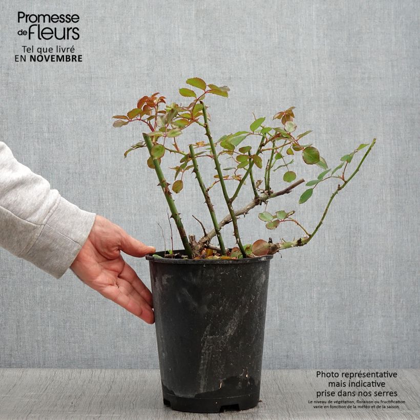 Rosa Vesuvia - groundcover shrub rose 4L/5L pot sample as delivered in autumn