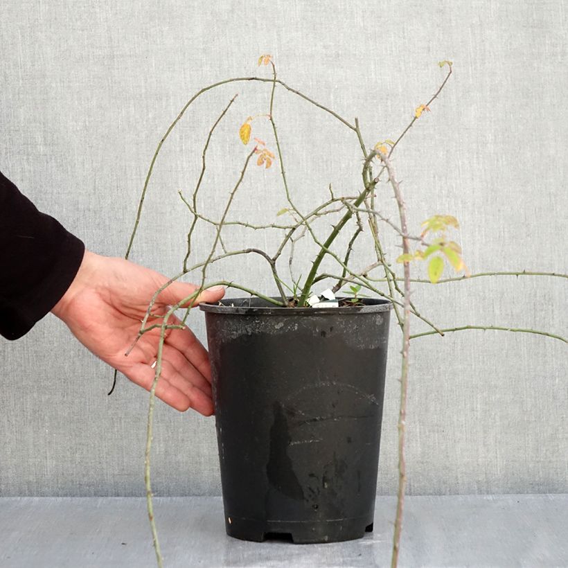 Rosa arvensis - Field Rose 2L/3L pot sample as delivered in autumn