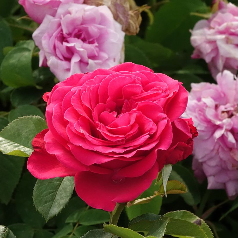 Rosa Dominica - Standard Hybrid Tea Rose (Flowering)