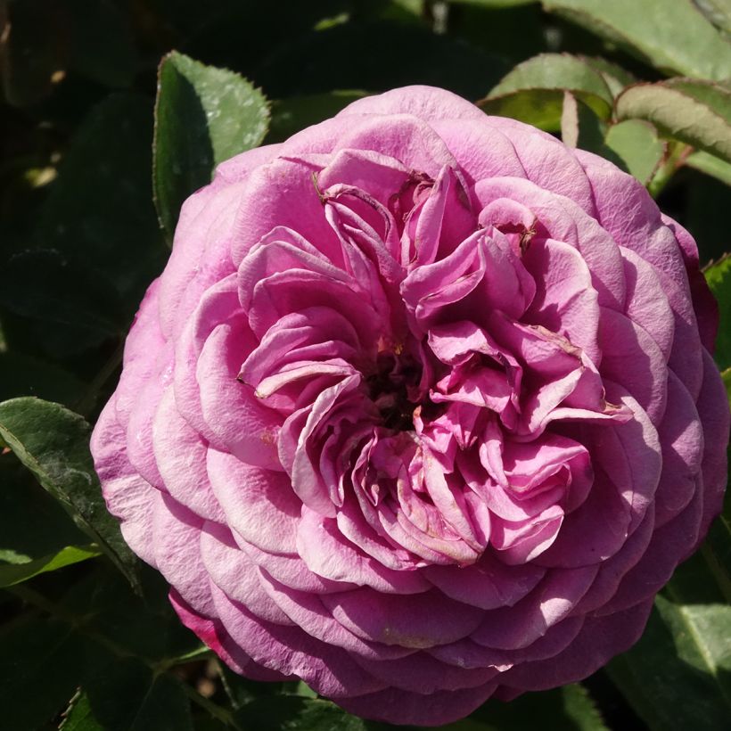 Rosa Heidi Klum (Standard Rose) (Flowering)